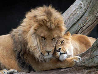 Resultado de imagen de leones durmiendo