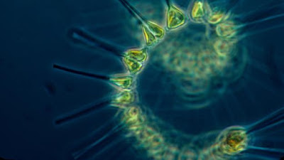 Fitoplankton mengubah warna laut