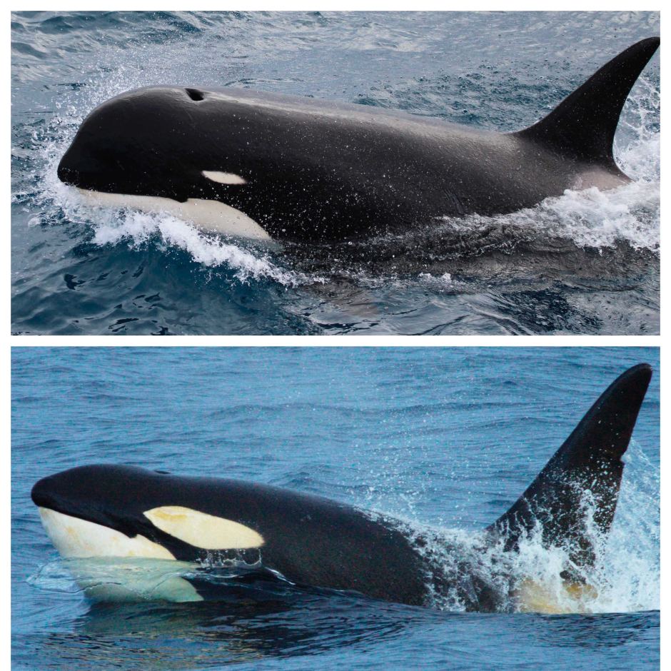 SURINAME MIRROR Kwalitatief de beste! Mysterieuze orka ('killer whale') gespot voor kust SURINAME MIRROR Kwalitatief de beste! Mysterieuze orka ('killer whale') gespot voor kust