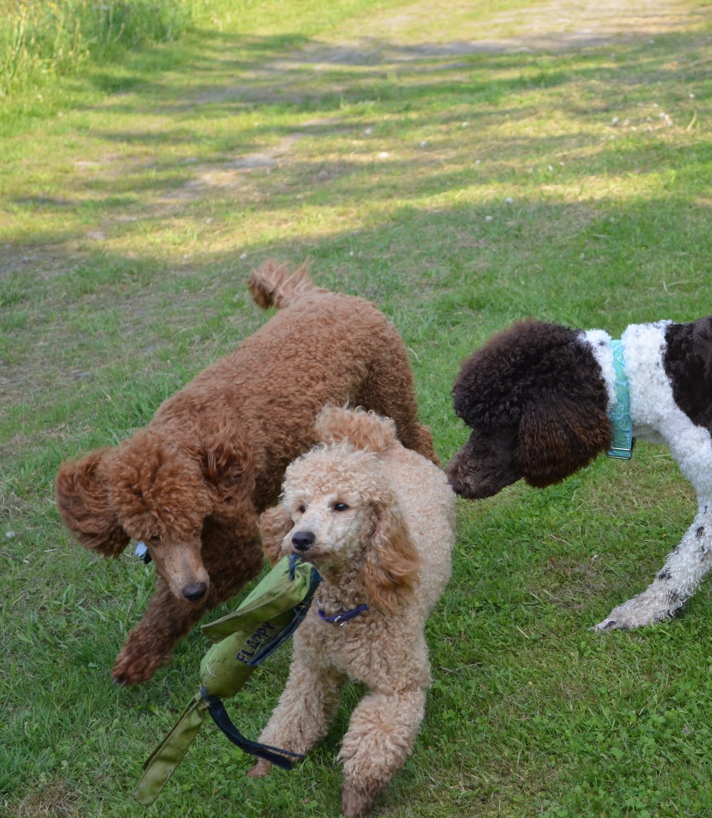 Are Poodles Jealous Dogs