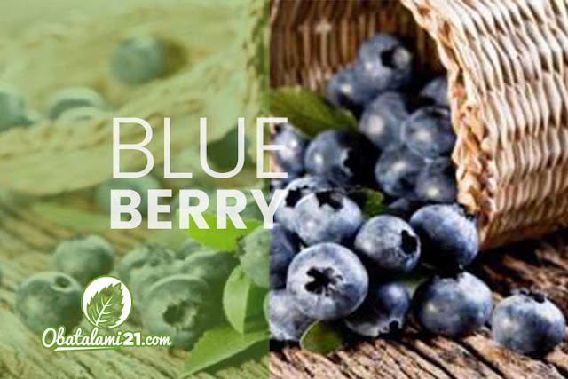Khasiat dan Manfaat Blueberry Bagi Kesehatan Khasiat dan Manfaat Blueberry Bagi Kesehatan