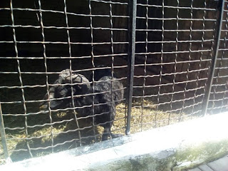 чорний баран в луцькому зоопарку