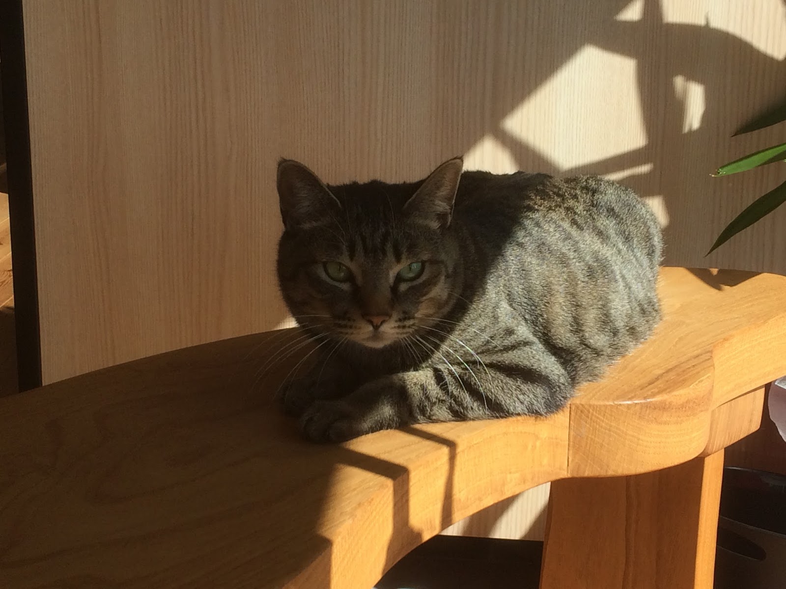 あかりテラスの日々 動物の日