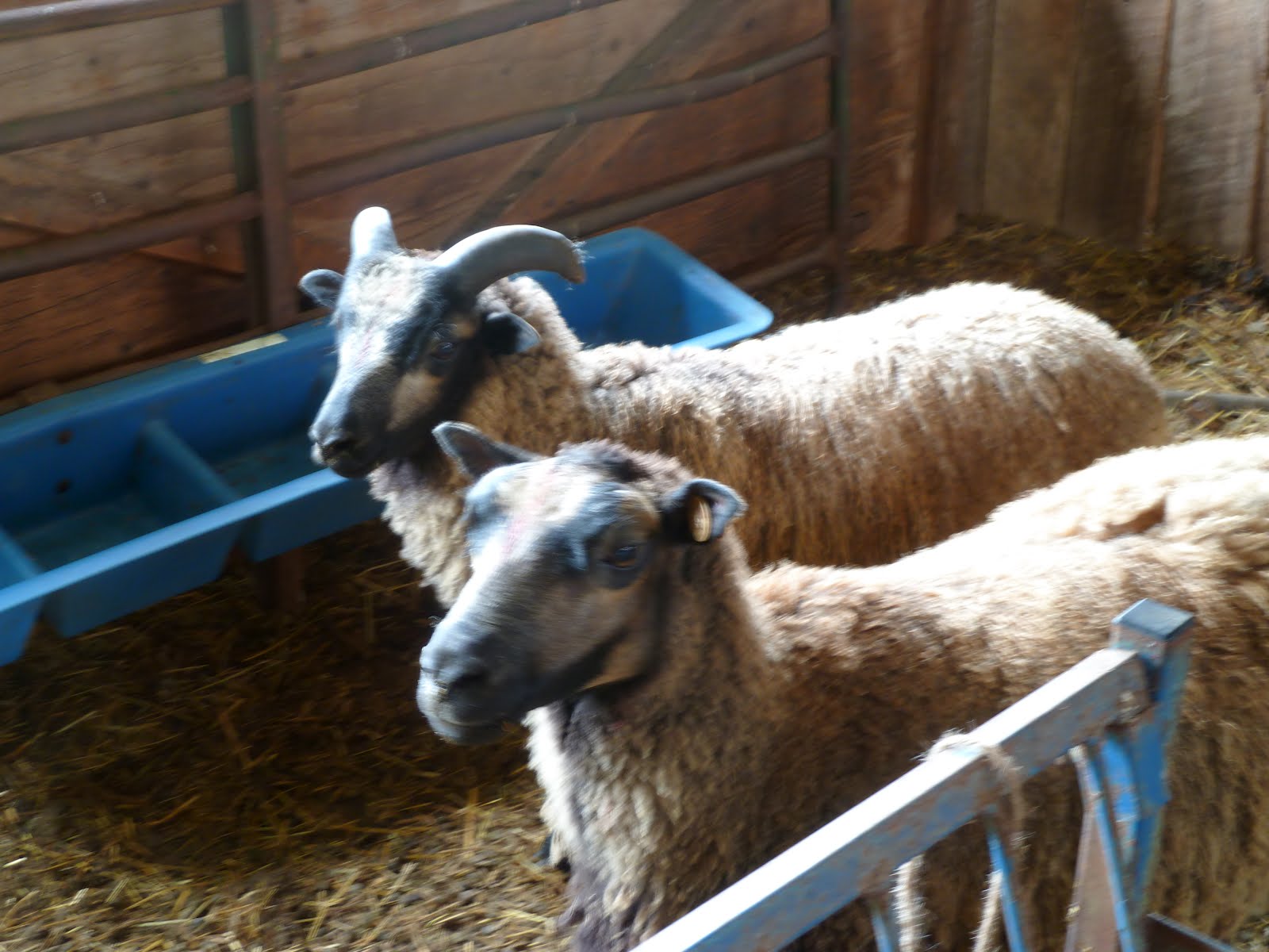 Potosi Sheep Farm For Sale