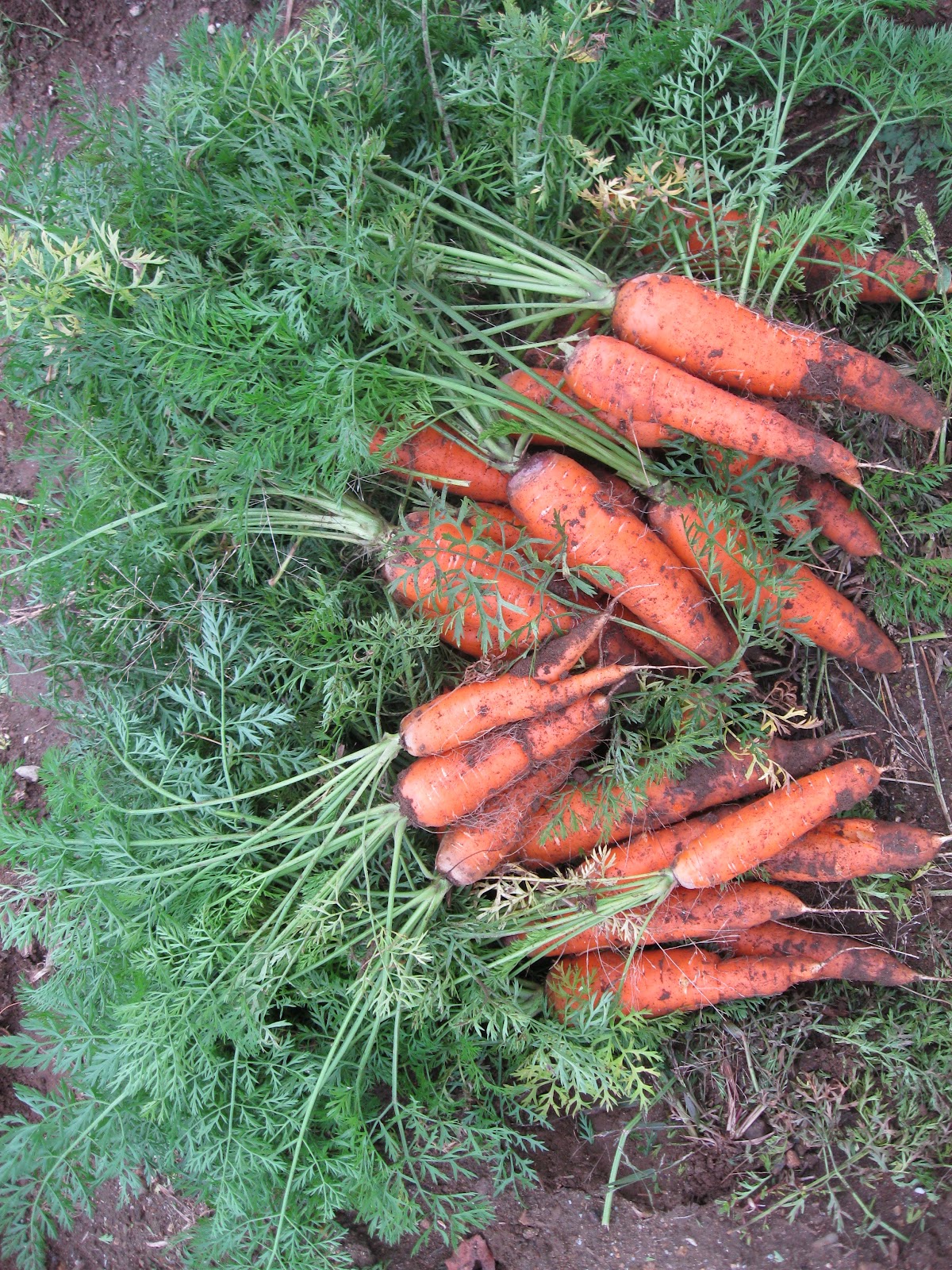 black kettle farm CSA Member Testimonials