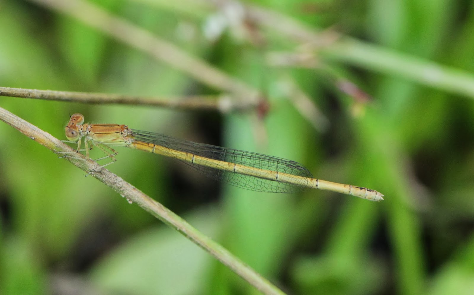 Dragonflies and damselflies of Vietnam Pseudagrion pruinosum