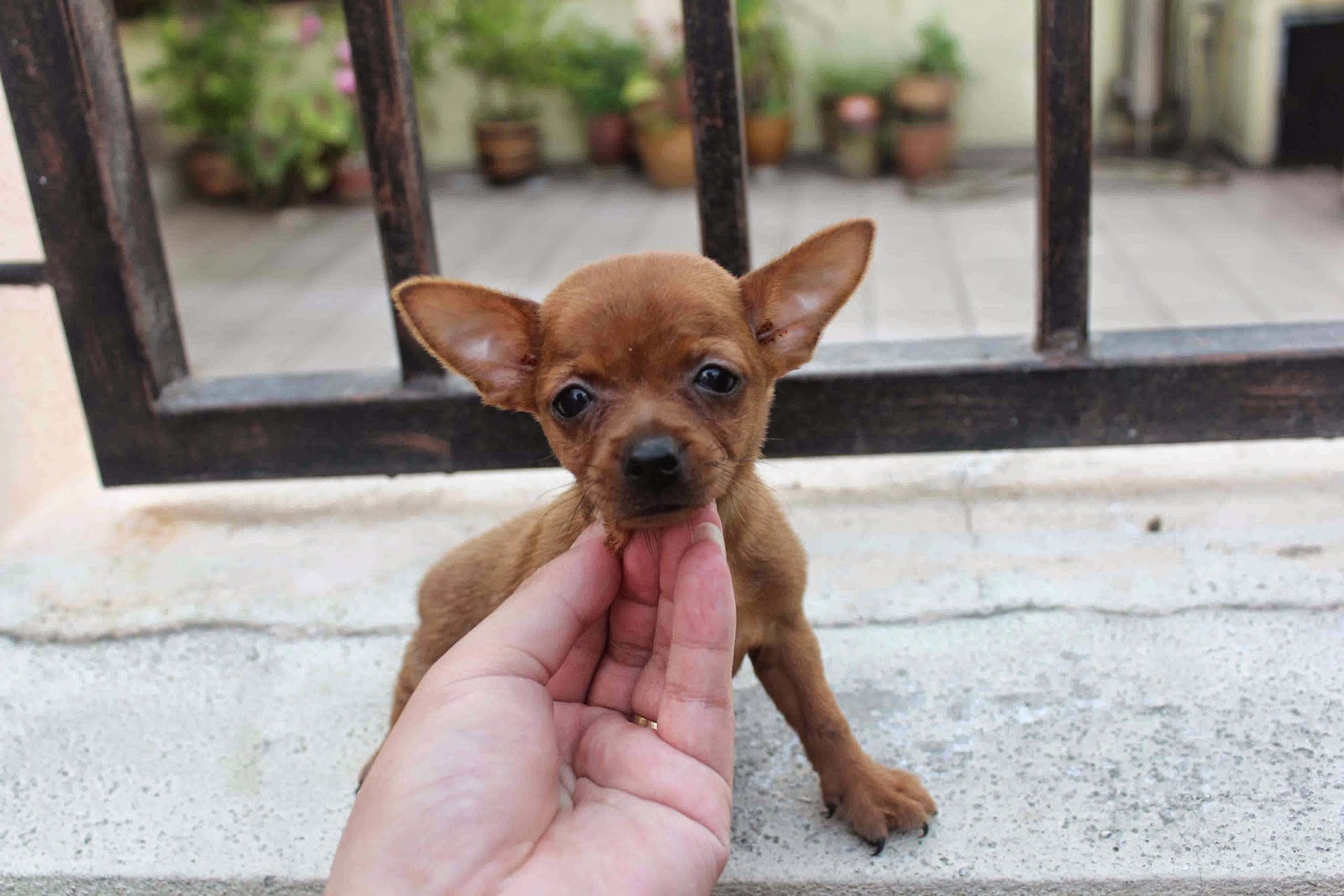 LovelyPuppy 20140621 Quality TCup Pinscher Puppies!!!
