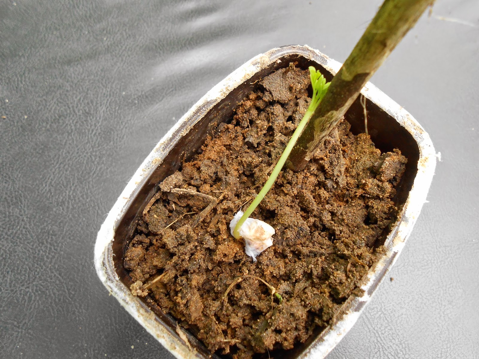 transplant a moringa seedling into soil that drains well transplant a moringa seedling into soil that drains well