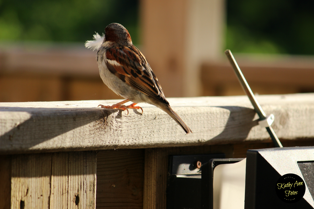 My BACKYARD BIRDS (20+ Photos)