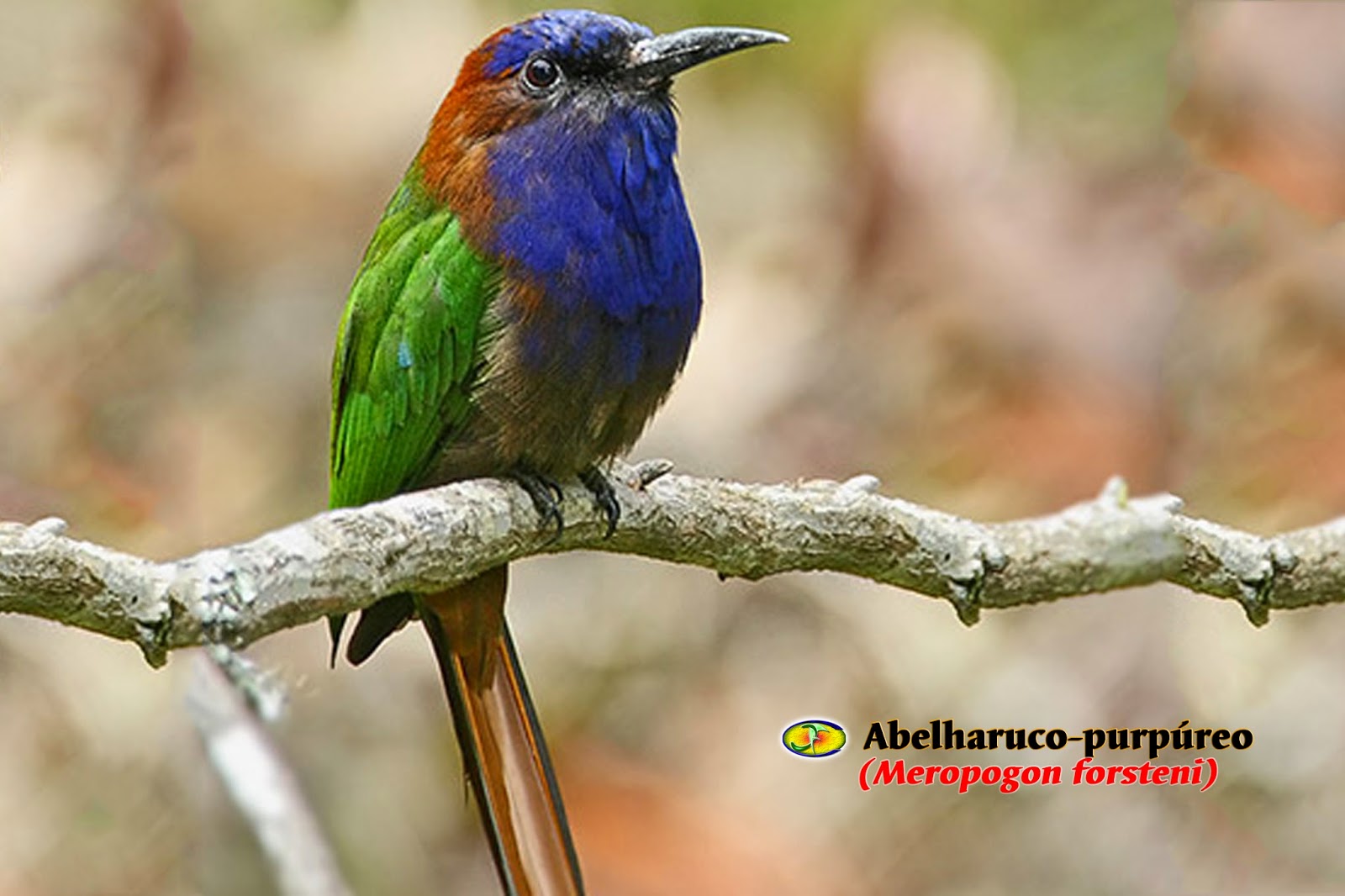 ORNITOLOGIA Abelharucopurpúreo (Meropogon forsteni)