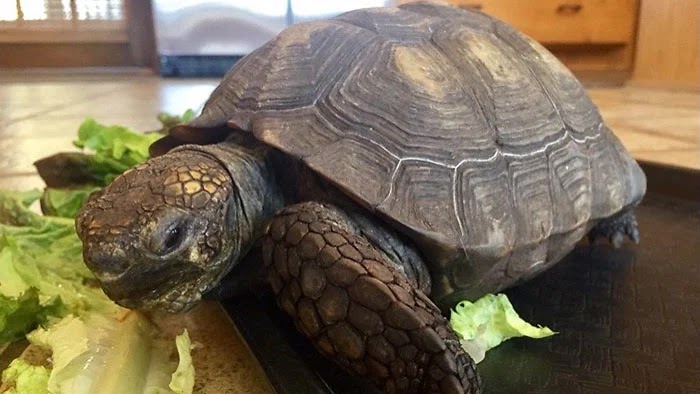 Woman And Her Pet Tortoise Have Been Together For 56 Years