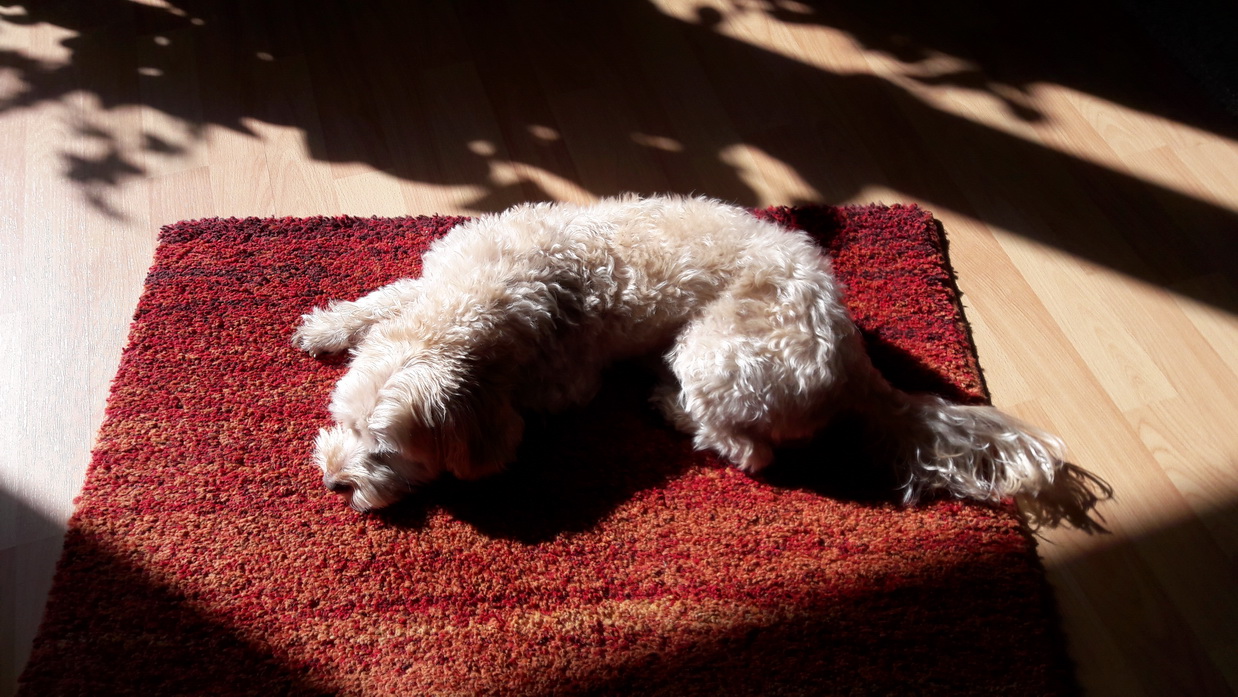 Animal Crossing New Leaf Tagebuch 2018