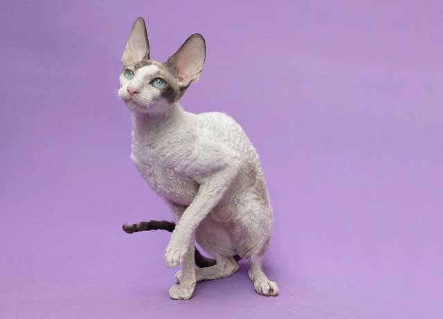 5 Contoh Deskripsi Tentang Kucing Dalam Bahasa Inggris dan 5 Contoh Deskripsi Tentang Kucing Dalam Bahasa Inggris dan