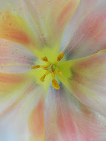 Peach tulip detail Allan Gardens Conservatory 2015 Spring Flower Show by garden muses-not another Toronto gardening blog 