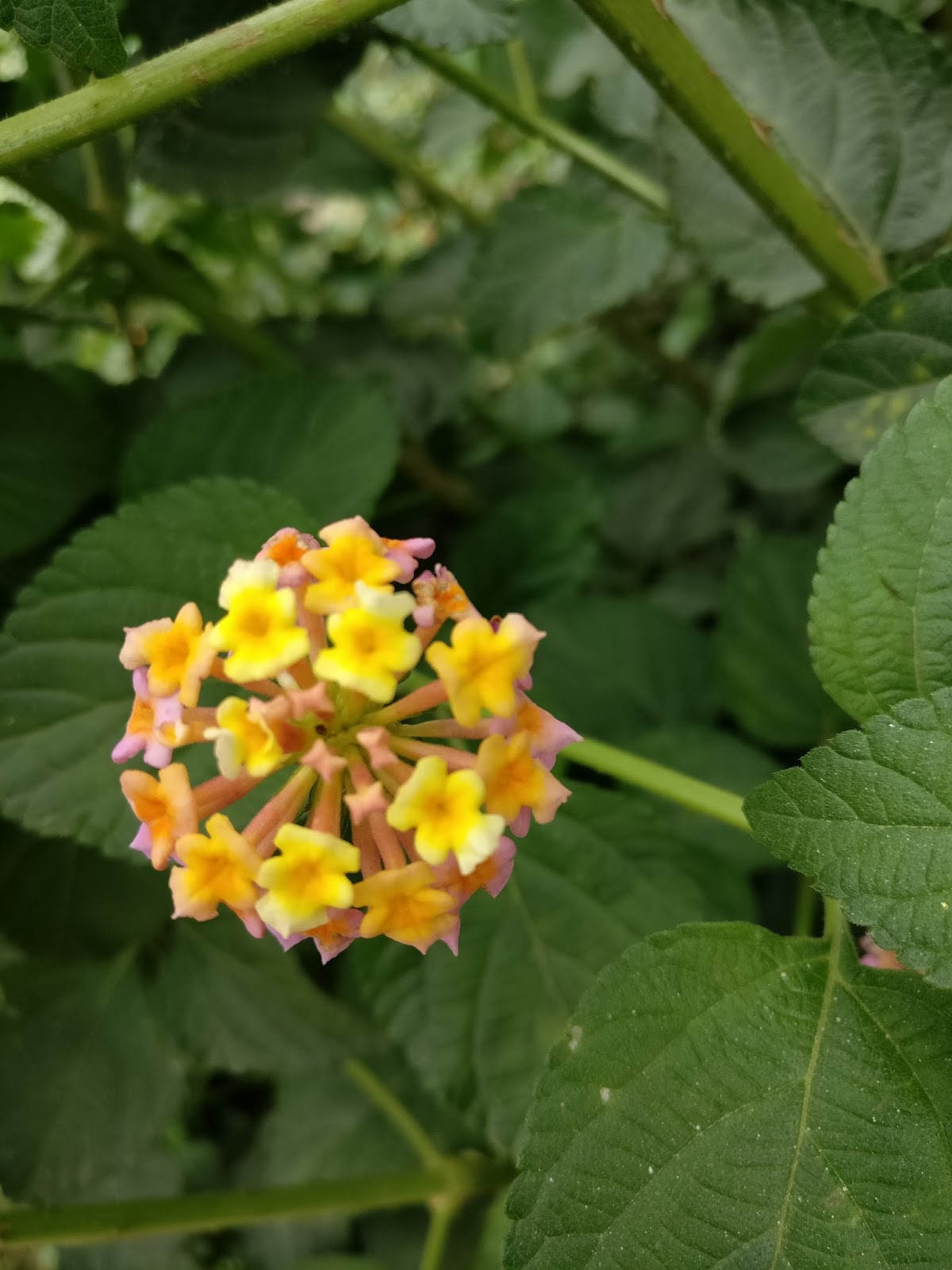 Common Flowers Found in Nepal