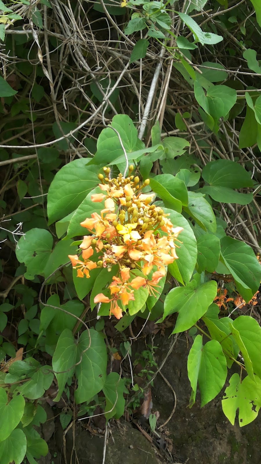 OUR PHILIPPINE TREES Fans and Flowering Orchid Vines