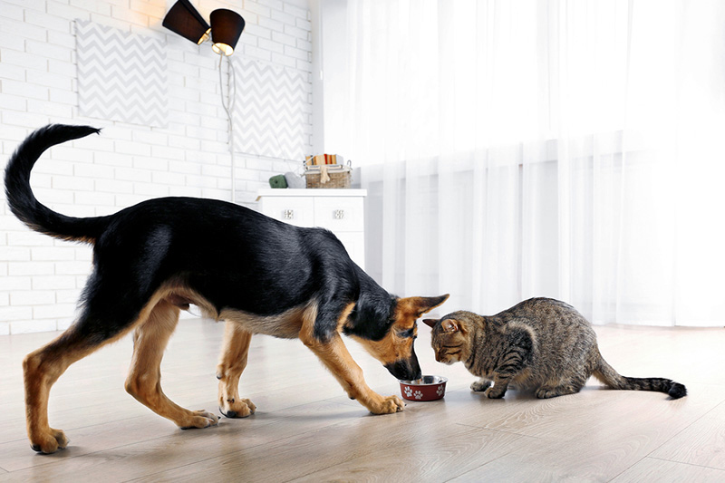 How To Introduce Your Dog To A New Cat Or Kitten Australian Dog