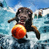 Dog Photography - Underwater. =)