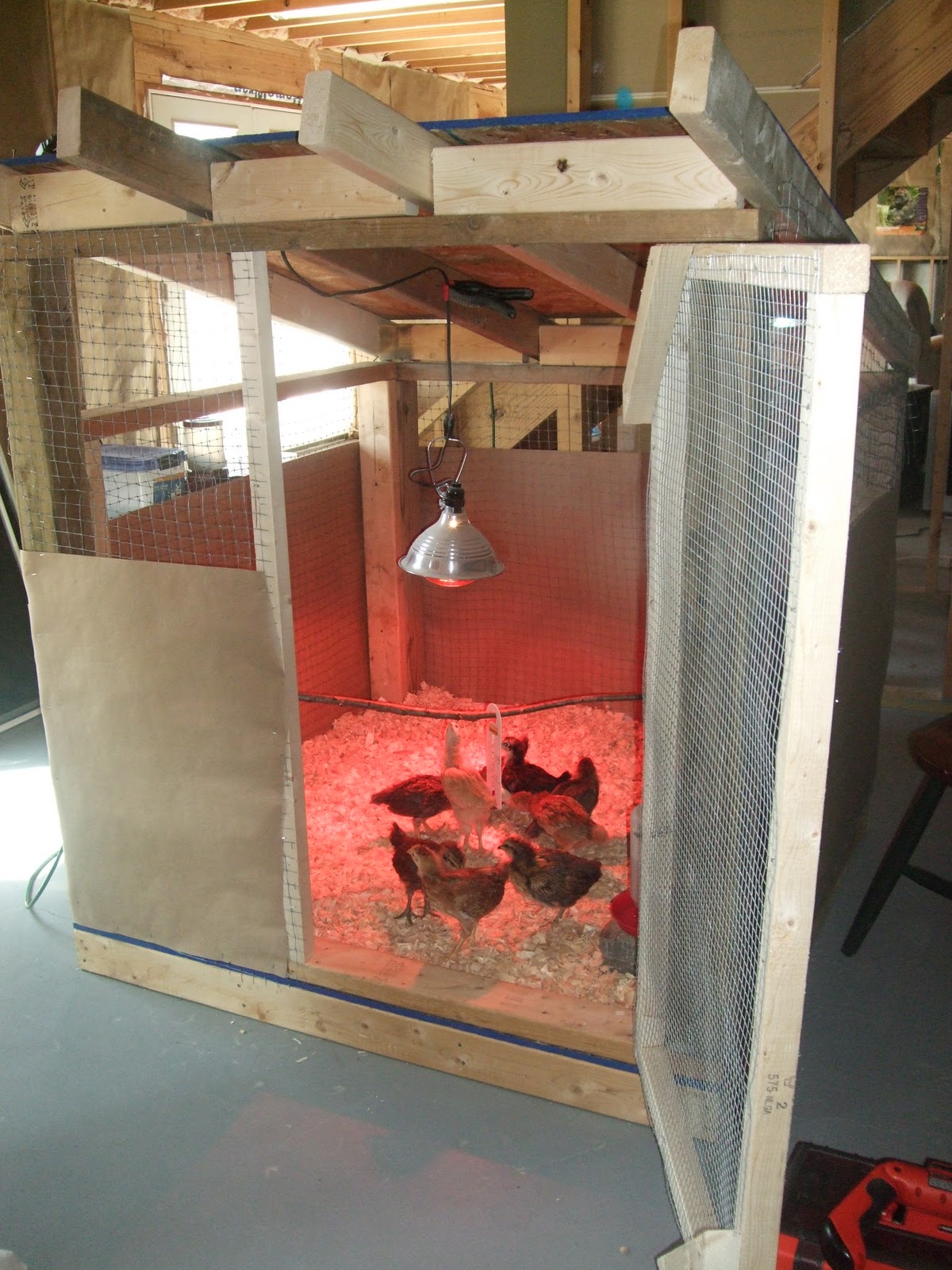 Pam's Backyard Chickens How to Build a GrowOut Coop for Baby Chicks