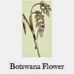 http://queensjewelvault.blogspot.com/2014/06/the-botswana-flower-brooch.html