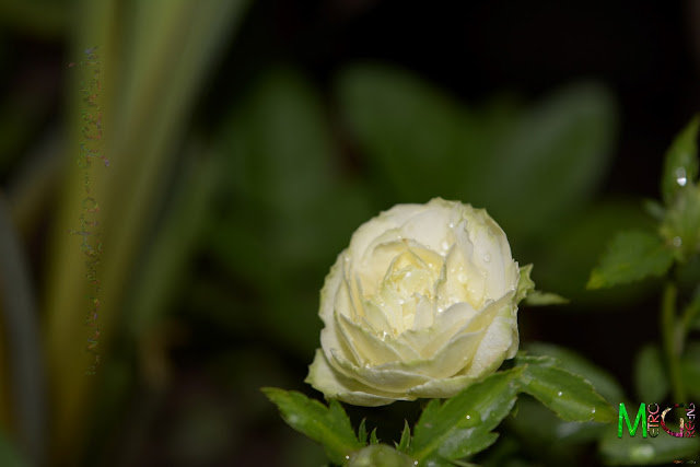 Metro Greens: Miniature White Rose