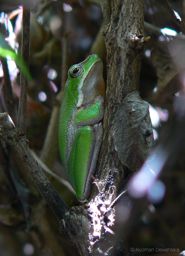 Jacana's Birdwatching Eastern Dwarf Tree Frog