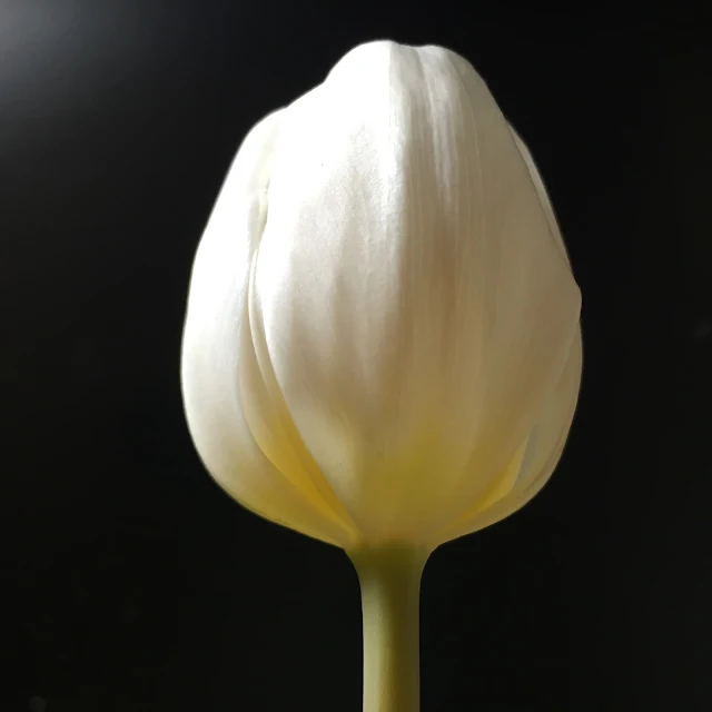 A white tulip on a black background