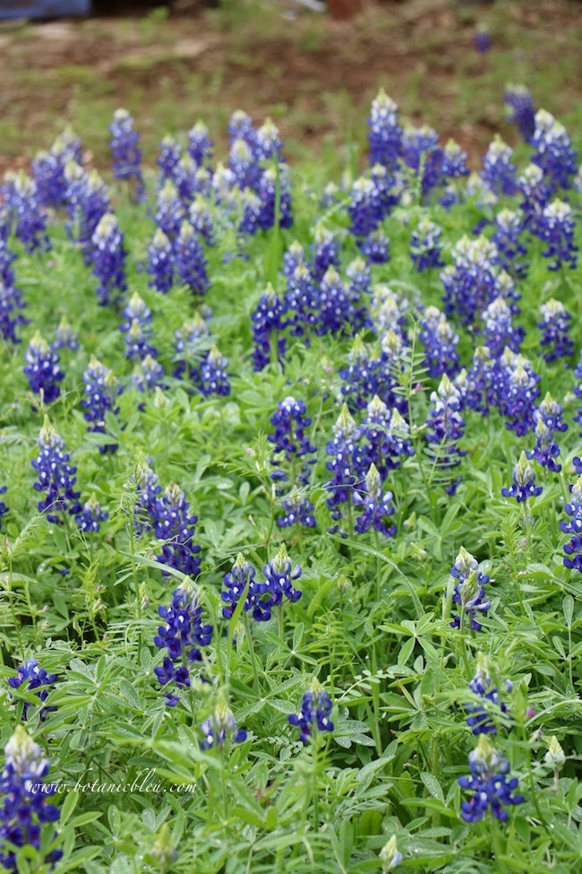 Texas bluebonnets do not like to be crowded by invasive plants