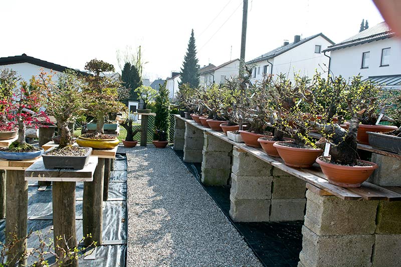 Walter Pall Bonsai Adventures Opening of Bonsaigarten