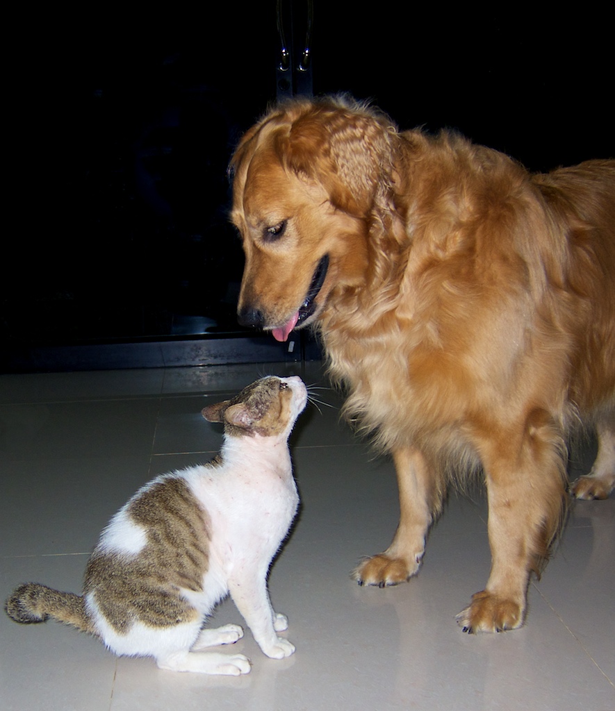 Dog+&+Cat++001.jpg