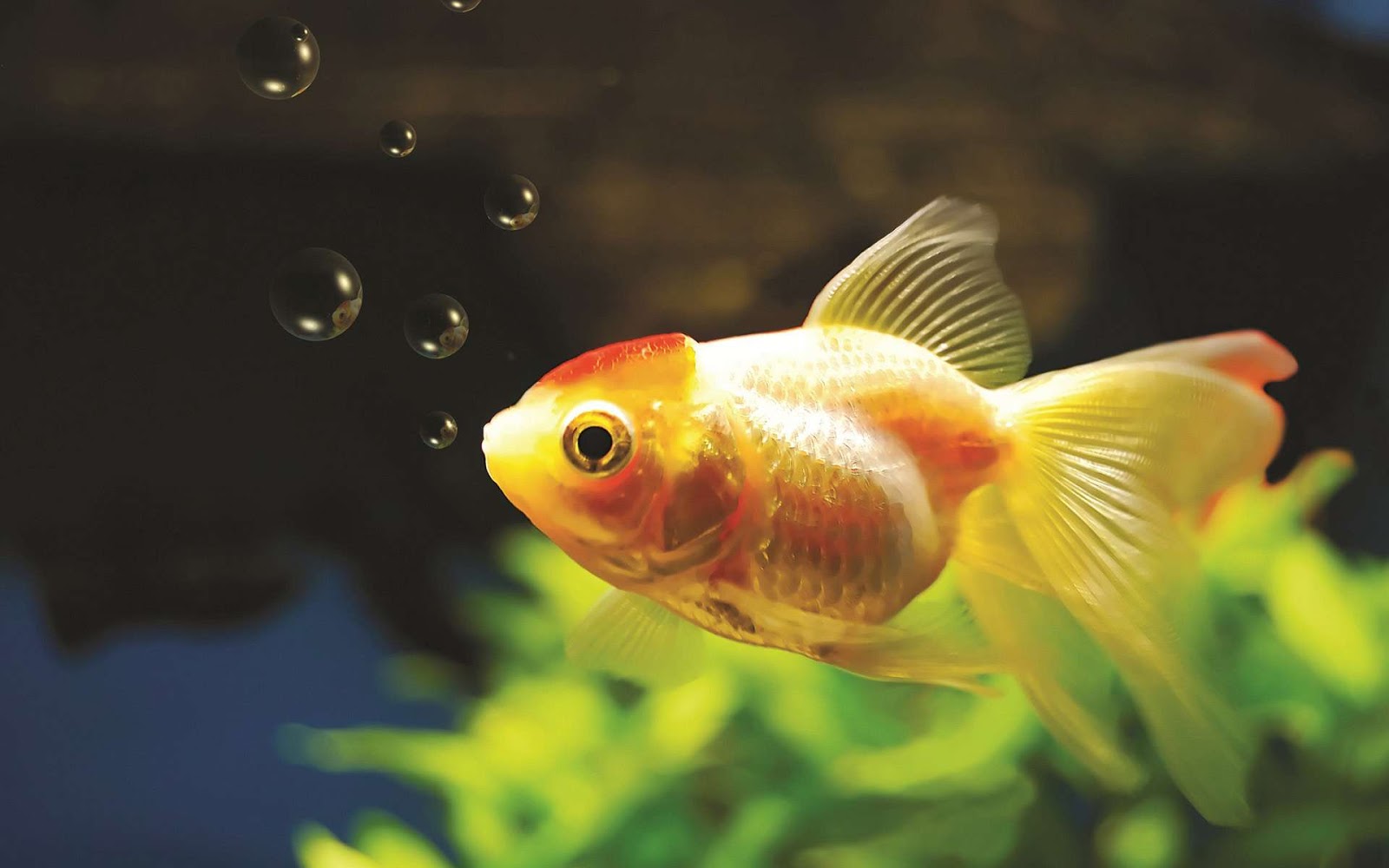 Cute Goldfish Most Wallpapers (High Definition) 100 Quality HD