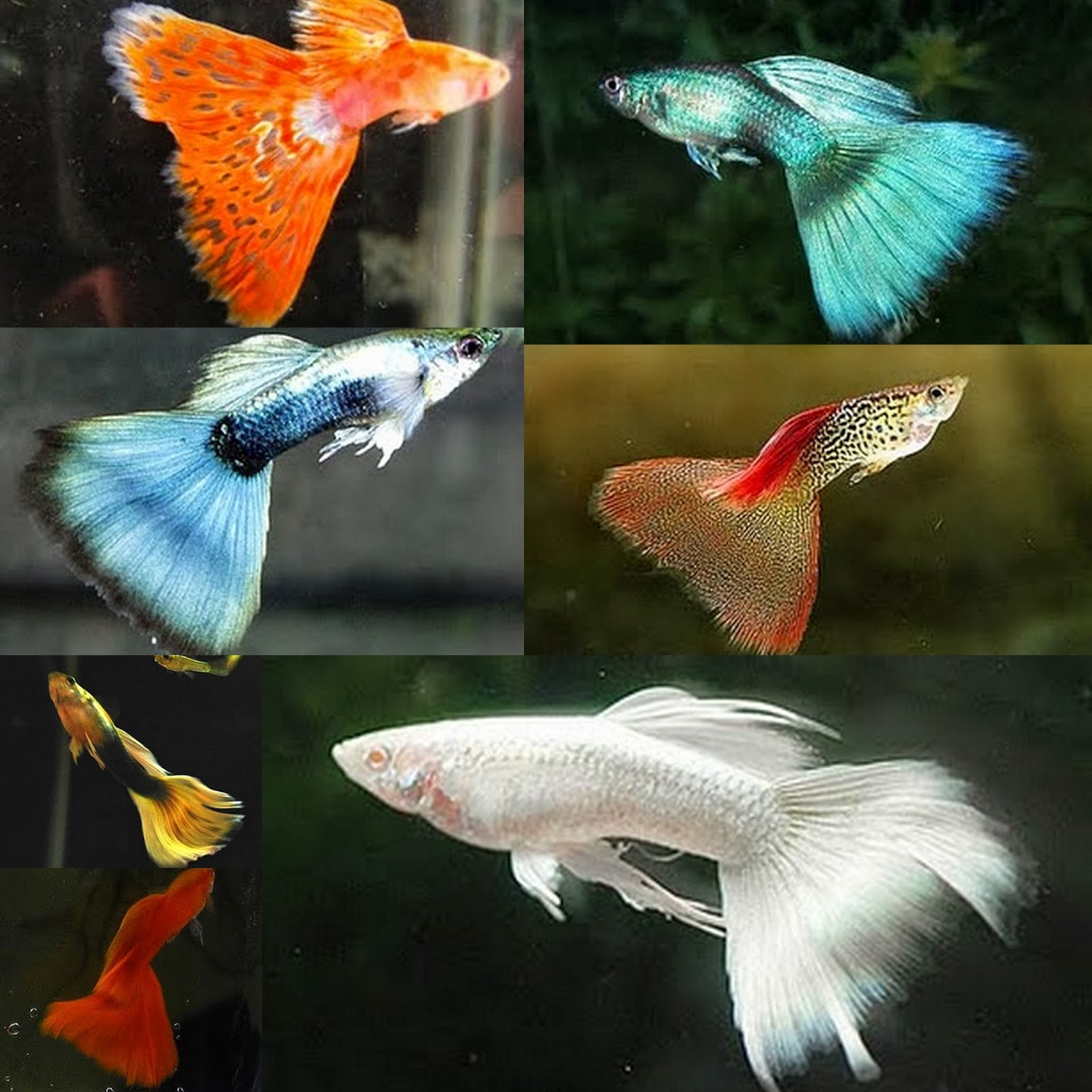 Гуппи виды с фото Портрет Y-хромосомы в юности