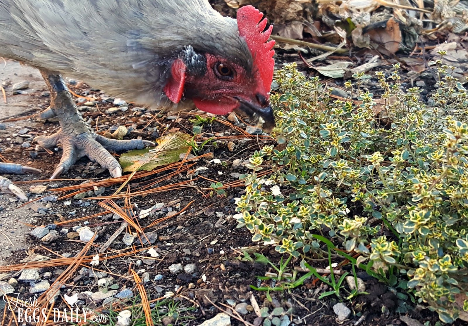 Improve Your Chickens Health with Thyme Fresh Eggs Daily® with Lisa