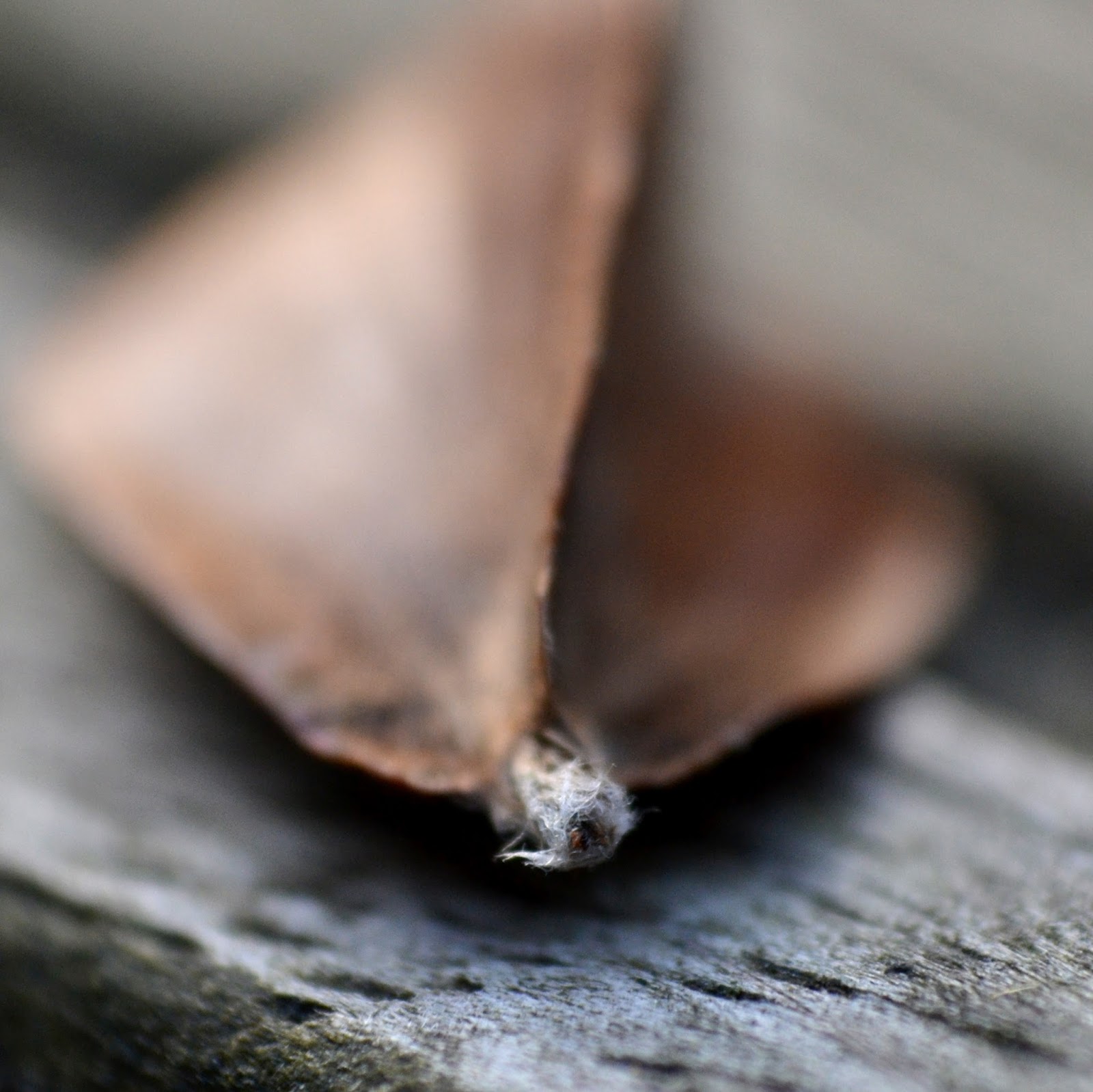 gemachtes und gedachtes: Leckergemacht &amp;gt;&amp;gt; Rosmarin-Vanille-Taler an ...