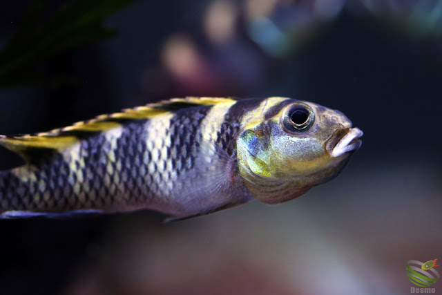 Nanochromis transvestitus / kongo