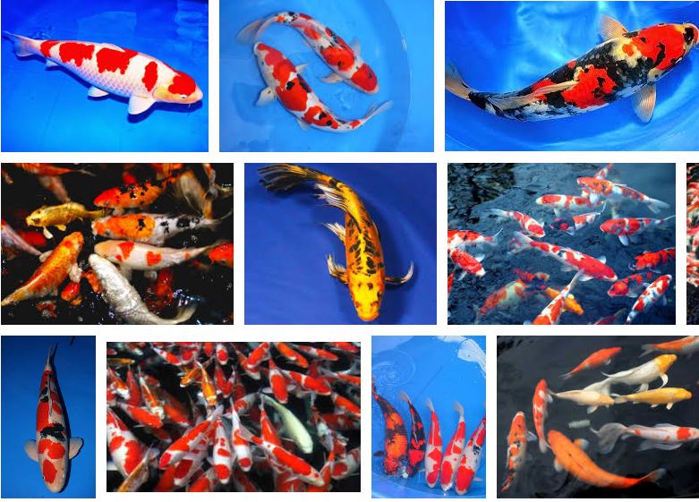 Ikan Hias Bak Super Manis Harga Murah Cara Ternak Ikan