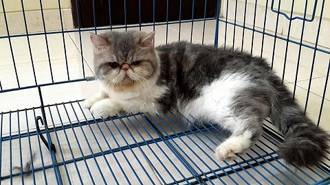 Jual Kucing Persia Peaknose Kucing Exotic