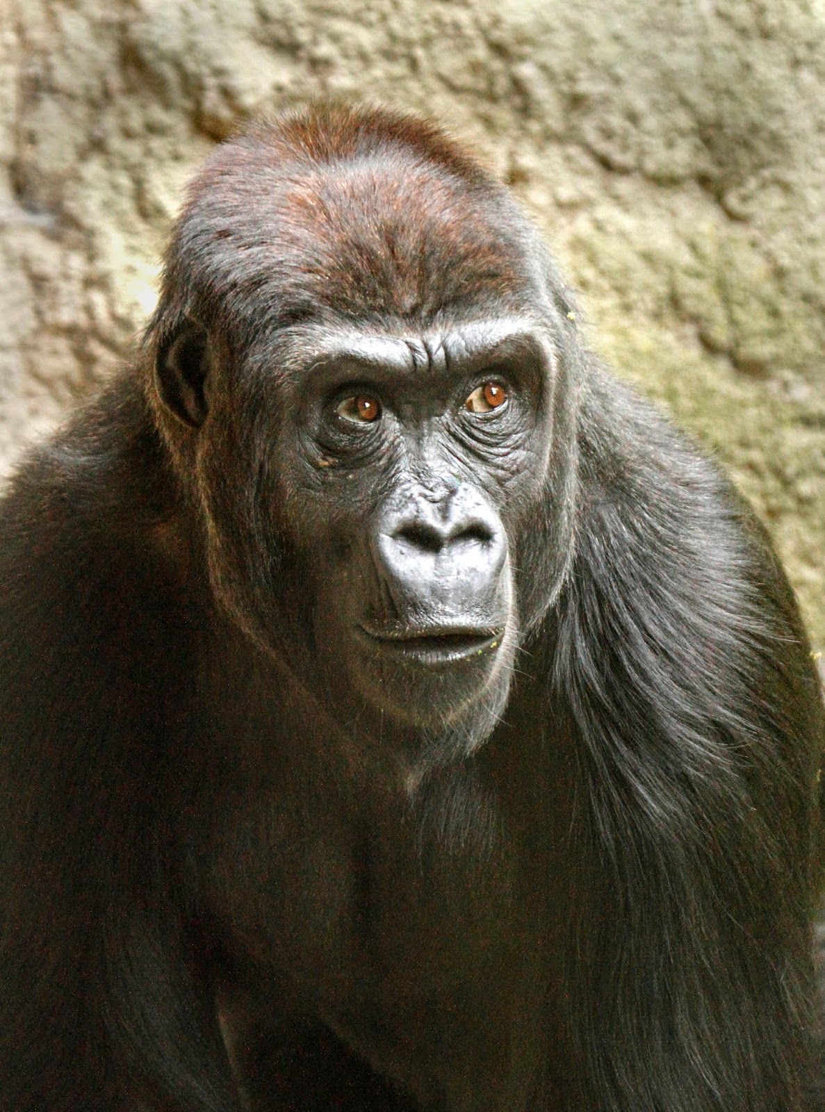 An inside look at gorilla groups in the making