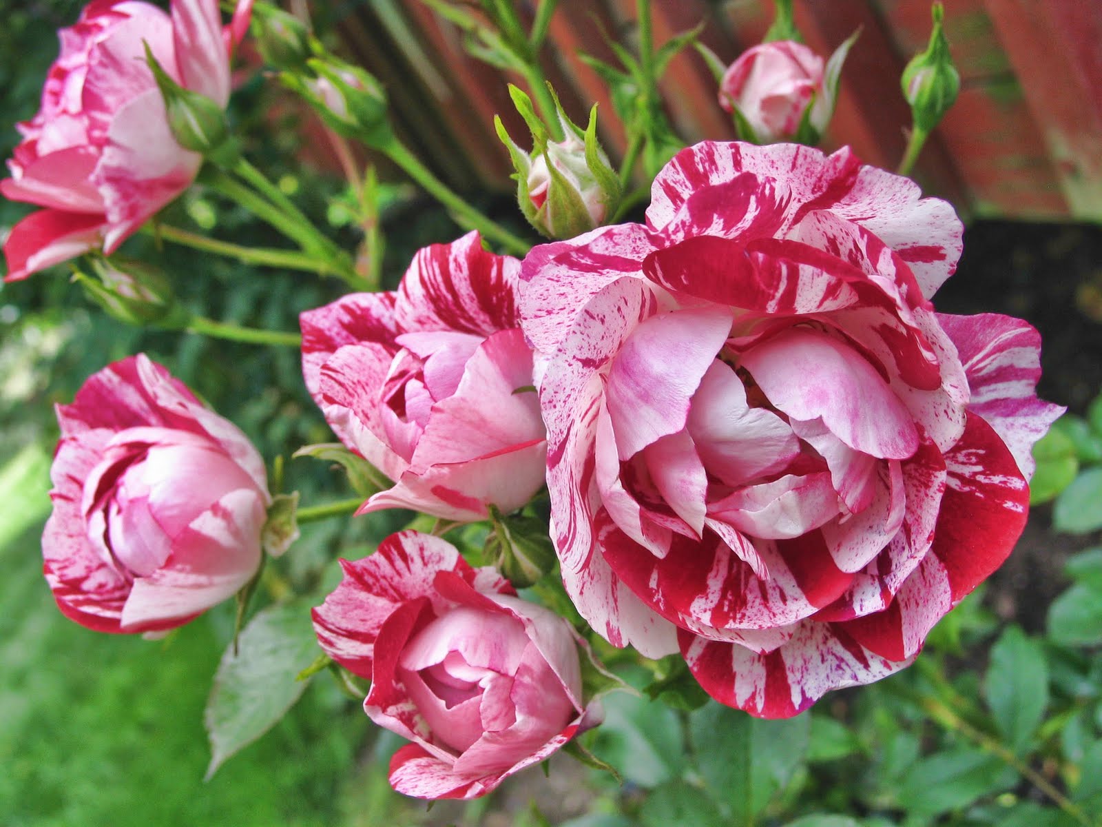 My Petal Press Garden Blog: Rockin' Robin Striped Rose