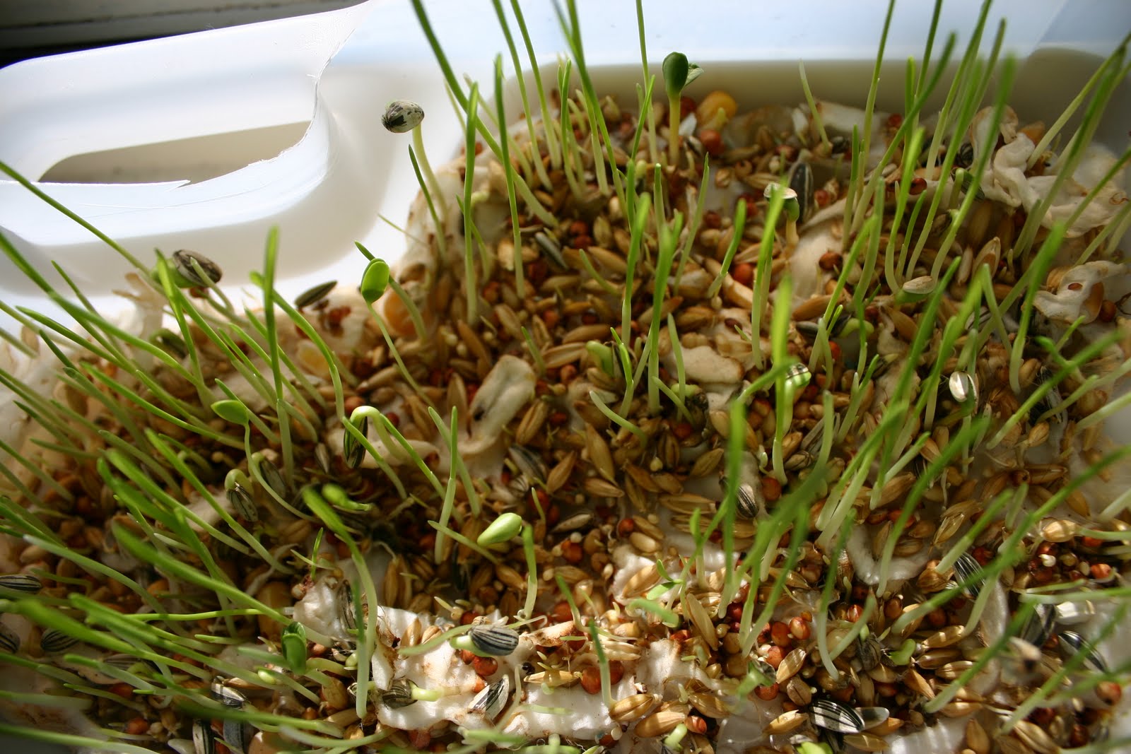 Bowerbird Blue Growing Bird Seed and Broccoli