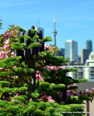 view of Toronto from Hugh Garner Co-op rooftop garden