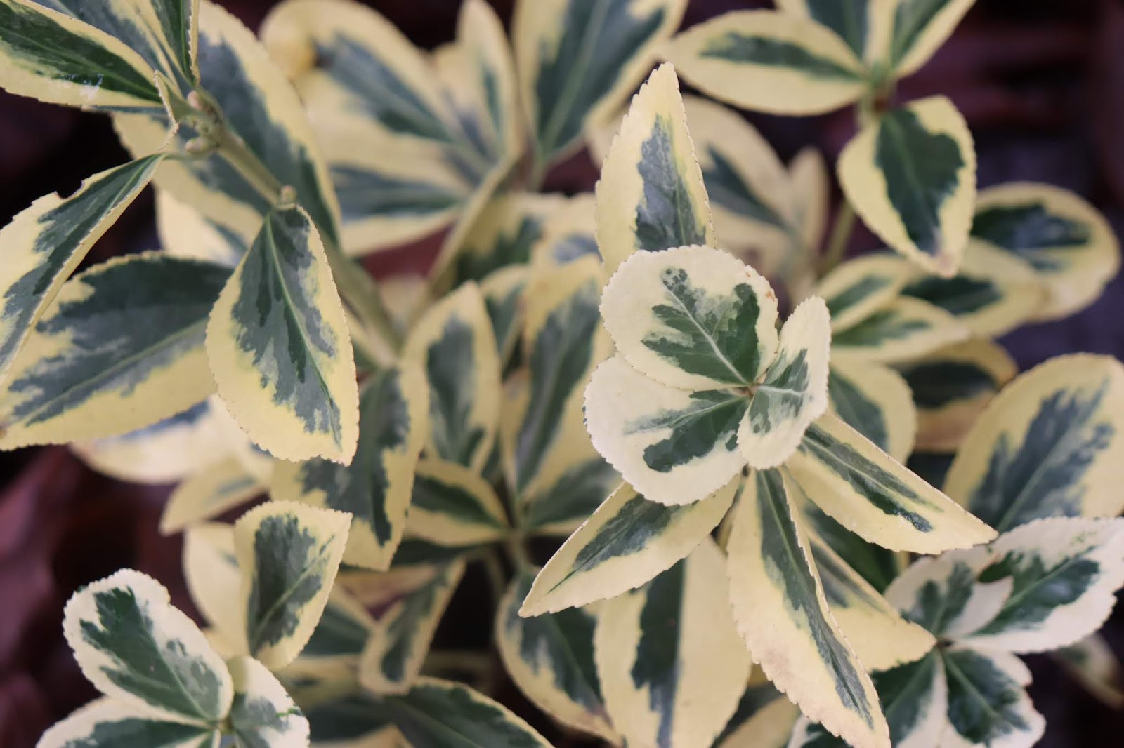 Dublin Flora Abelia X Grandiflora Confetti