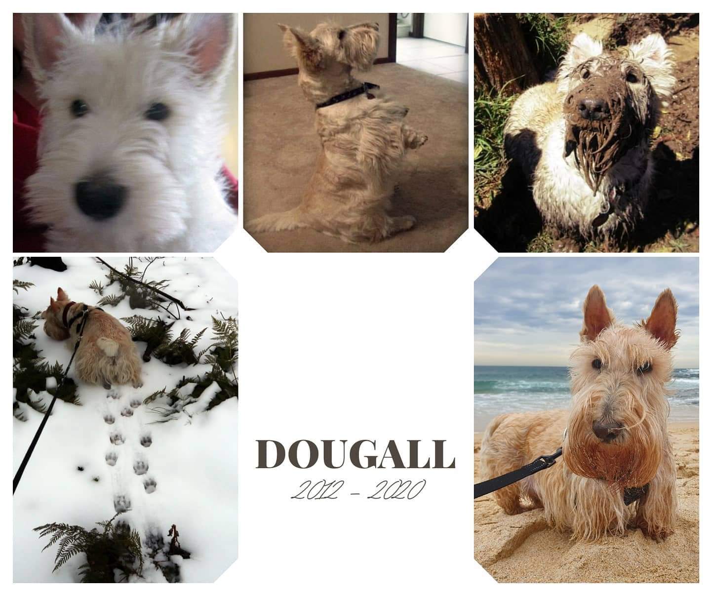 The Dougall Diaries An Award