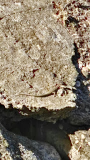 Podarcis hispanicus, Parque Manzanares, lagartija