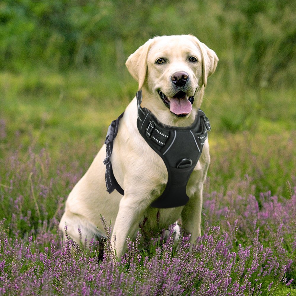 Which Is Better For Your Pup? Collar Vs. Harness Animals and Pets