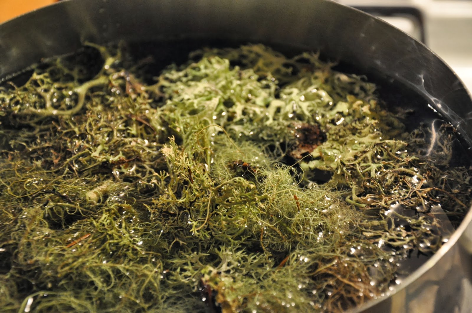 lili & folks lichen dye!