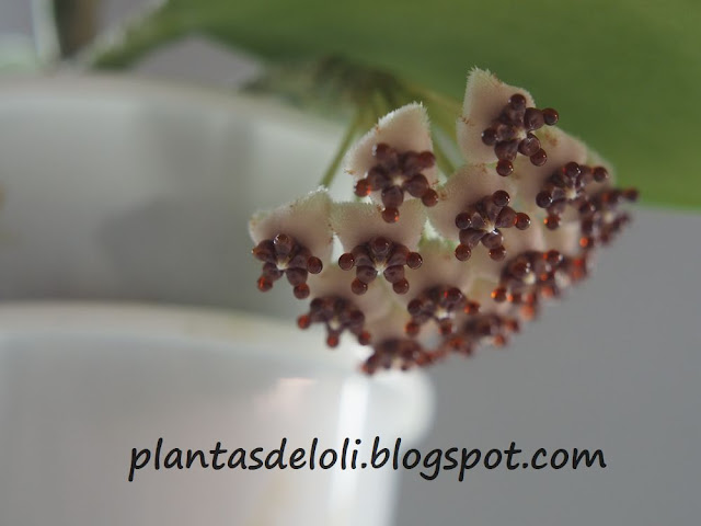 Hoya Kerrii, flores