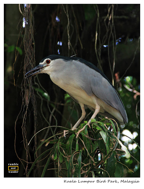 Malaysia: Kuala Lumpur Bird Park | Ramble and Wander