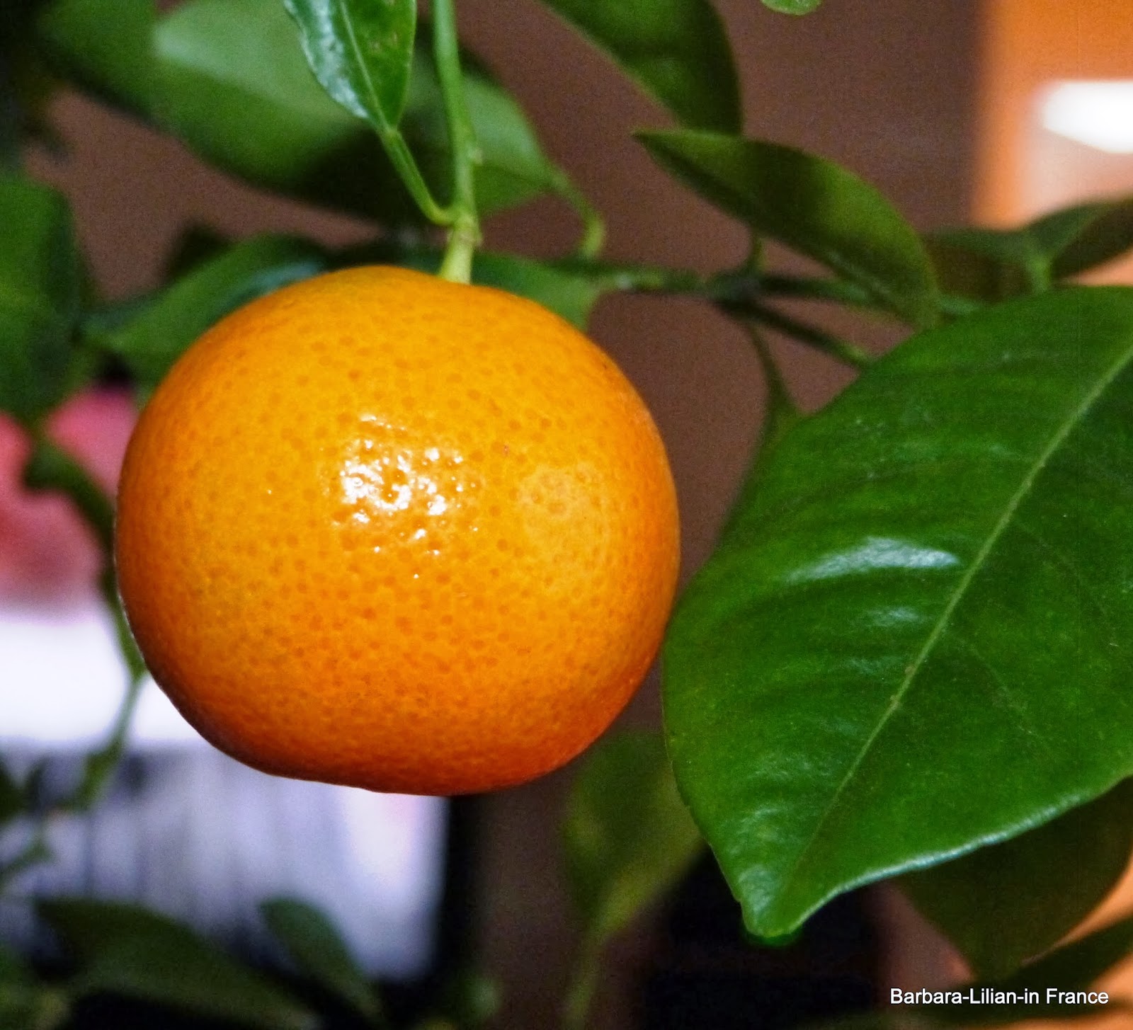 Barbara Lilian in France. My ornamental Orange plant
