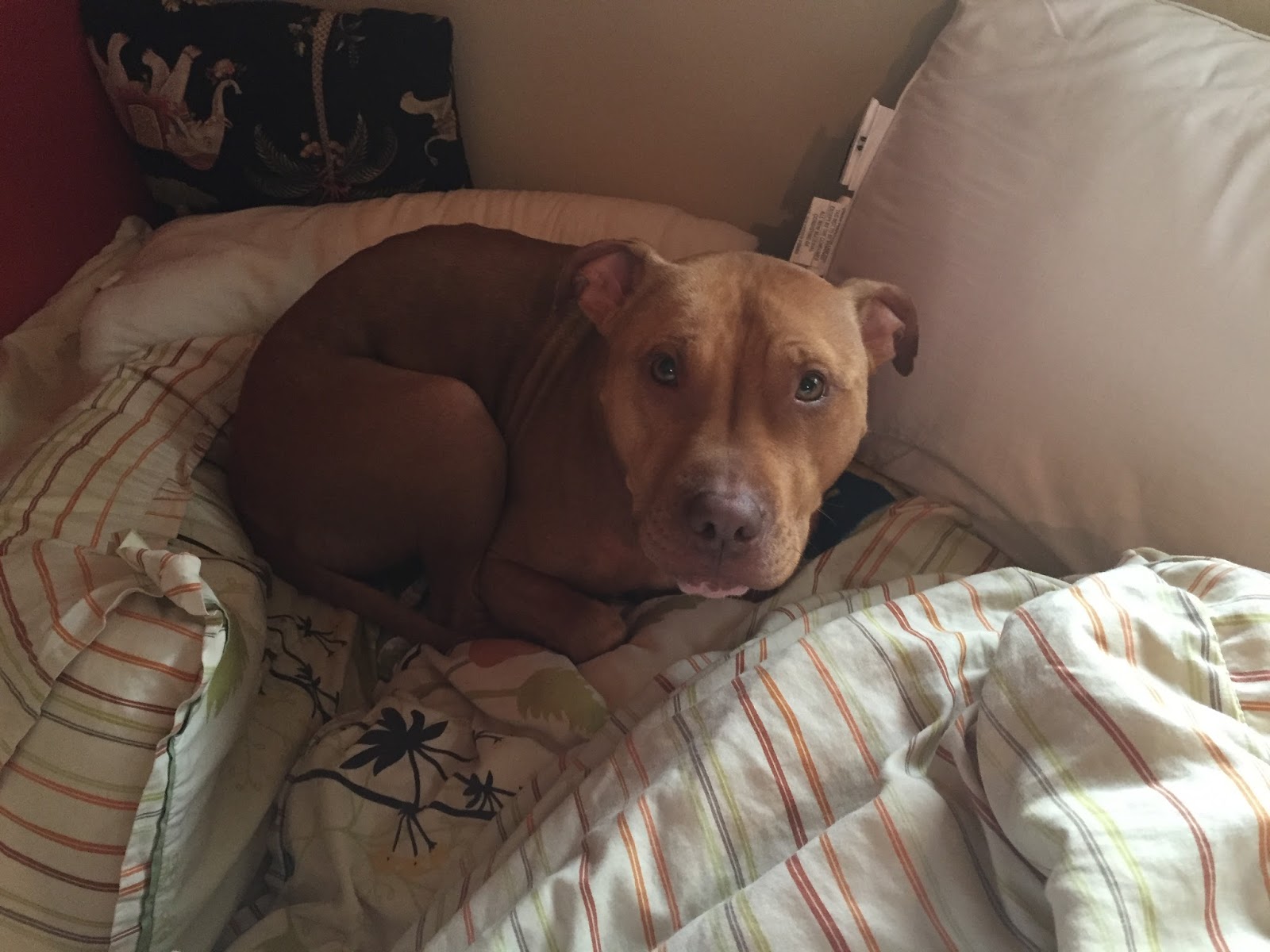 A Dog is For Life | The Ruff Life